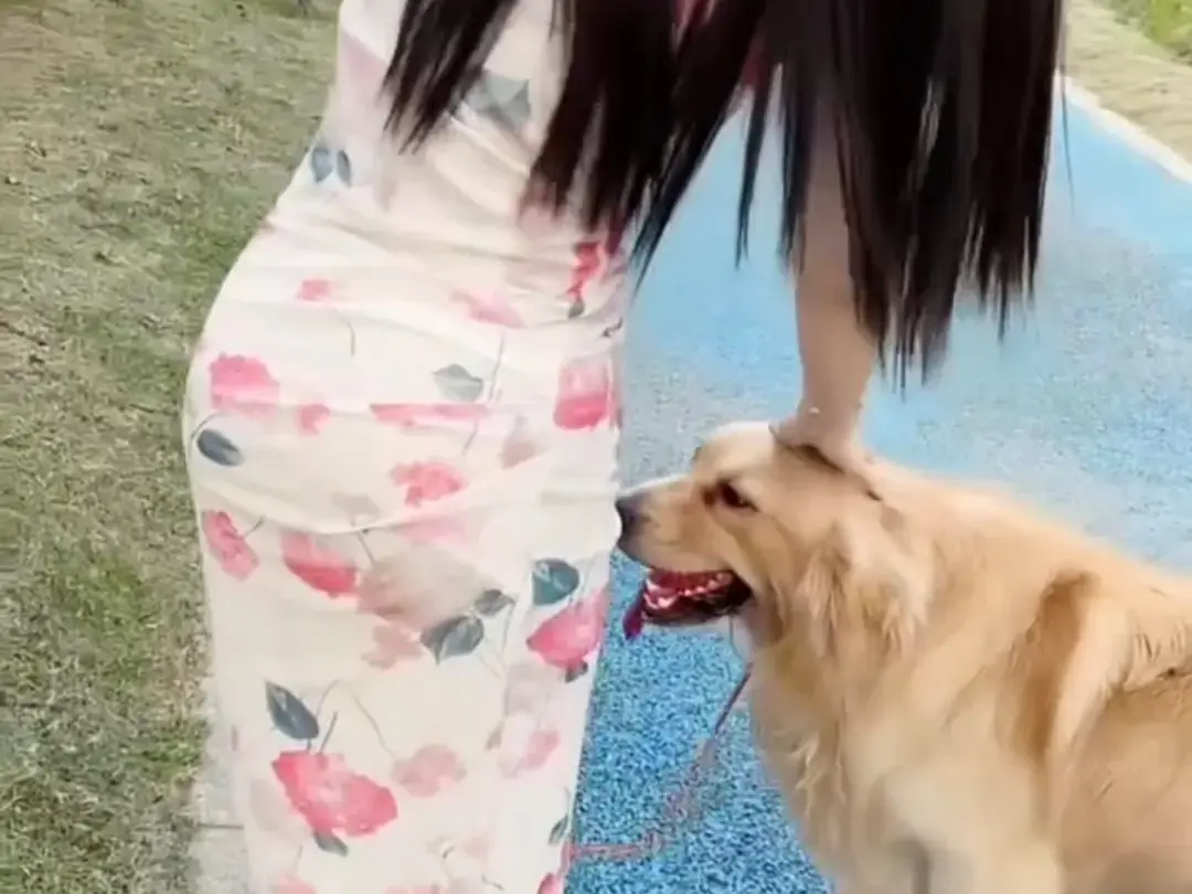 《抖音香香公主与爱犬金毛》科普视频完整版在线免费观看-抖音香香公主与爱犬直播回放网盘资源免费领取-高清无删减全集播放
